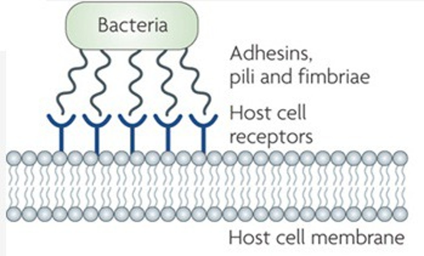 <p>cell surface components of bacteria that aid in adhesion to other cells or surfaces an is a virulent factor</p>