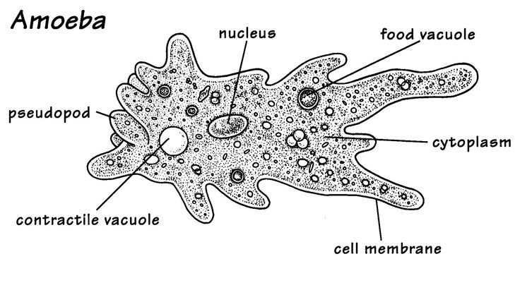 Amoeba (Kingdom:Protista/ Phylum; Sarcodina)