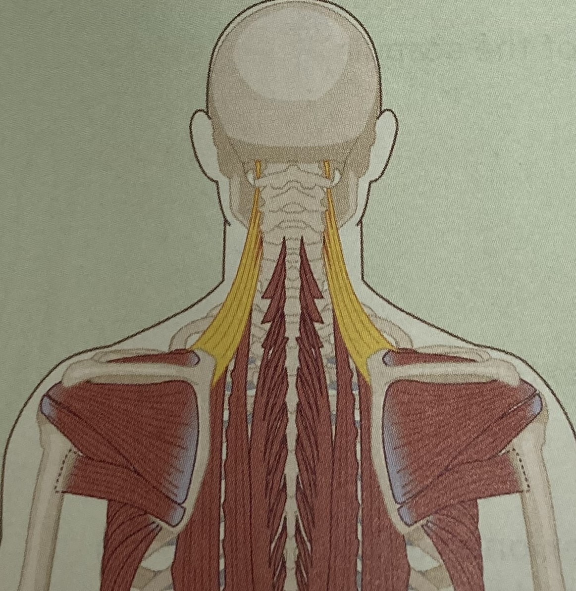 <ul><li><p>category: neck musculature</p></li><li><p>origin: C1-4</p></li><li><p>insertion: scapulae</p></li><li><p>isolated function: concentric cervical extension, lateral flexion, and ipsilateral rotation, rotation of the scapula</p></li><li><p>integrated function: eccentriccervical flexion, contralateral cervical rotation, lateral flexion, and scapular depression and scapular upward rotation</p></li><li><p>stabilizes the cervical spine and scapulae</p></li></ul><p></p>