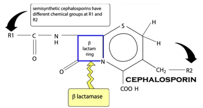 <p><u>Structure:</u> TWO R chains (protects β-lactam ring well → β-lactamase resistant)</p><p><u>Examples:</u> Increasing spectrum of action</p><ol><li><p>1st generation = Cephalexin, cefapirin, cephazoline (G+)</p></li><li><p>3rd generation = Ceftiofur, cefovecin (Convenia injection = 2w duration)</p></li><li><p>4th generation = Cefquinome</p></li></ol><p><u>Caution:</u> Avoid 3rd and 4th generation cephalosporins</p>