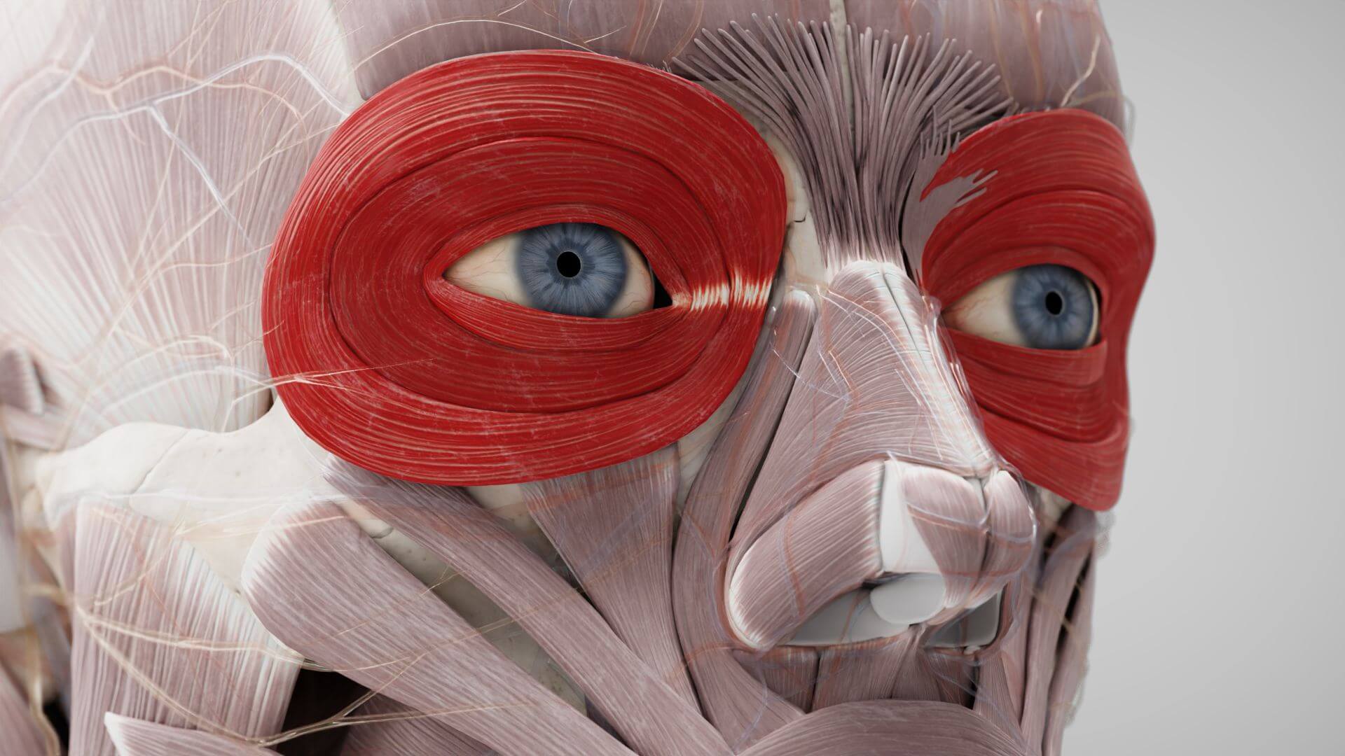 Anatomy “The Muscles” Flashcards Knowt