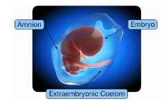 <p>Can form all cell types, including extraembryonic tissues. </p><p>The single cell zygote, and the 4 to 8 cells embryo generates the embryo and the extraembryonic tissue. </p>