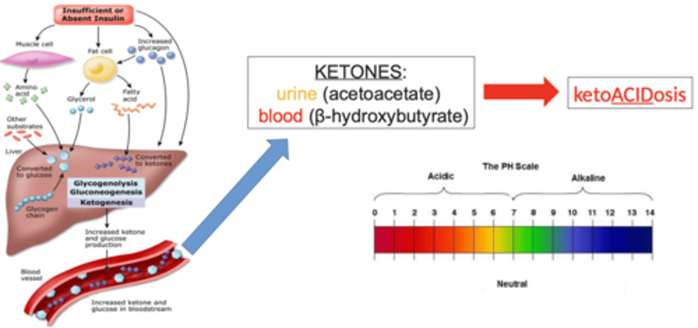 <p>- metabolic shift to use fat for energy => breakdown of triglycerides & glycerol</p><p>- hepatic metabolism of fatty acids => ketone bodies produced</p><p>- ketones are acidic => causing metabolic acidosis</p><p>- & therefore: ketonuria, changes in LOC (due to metabolism alteration & metabolic acidosis), acetone breath (sweet), metabolic acidosis, coma, and maybe even death</p>
