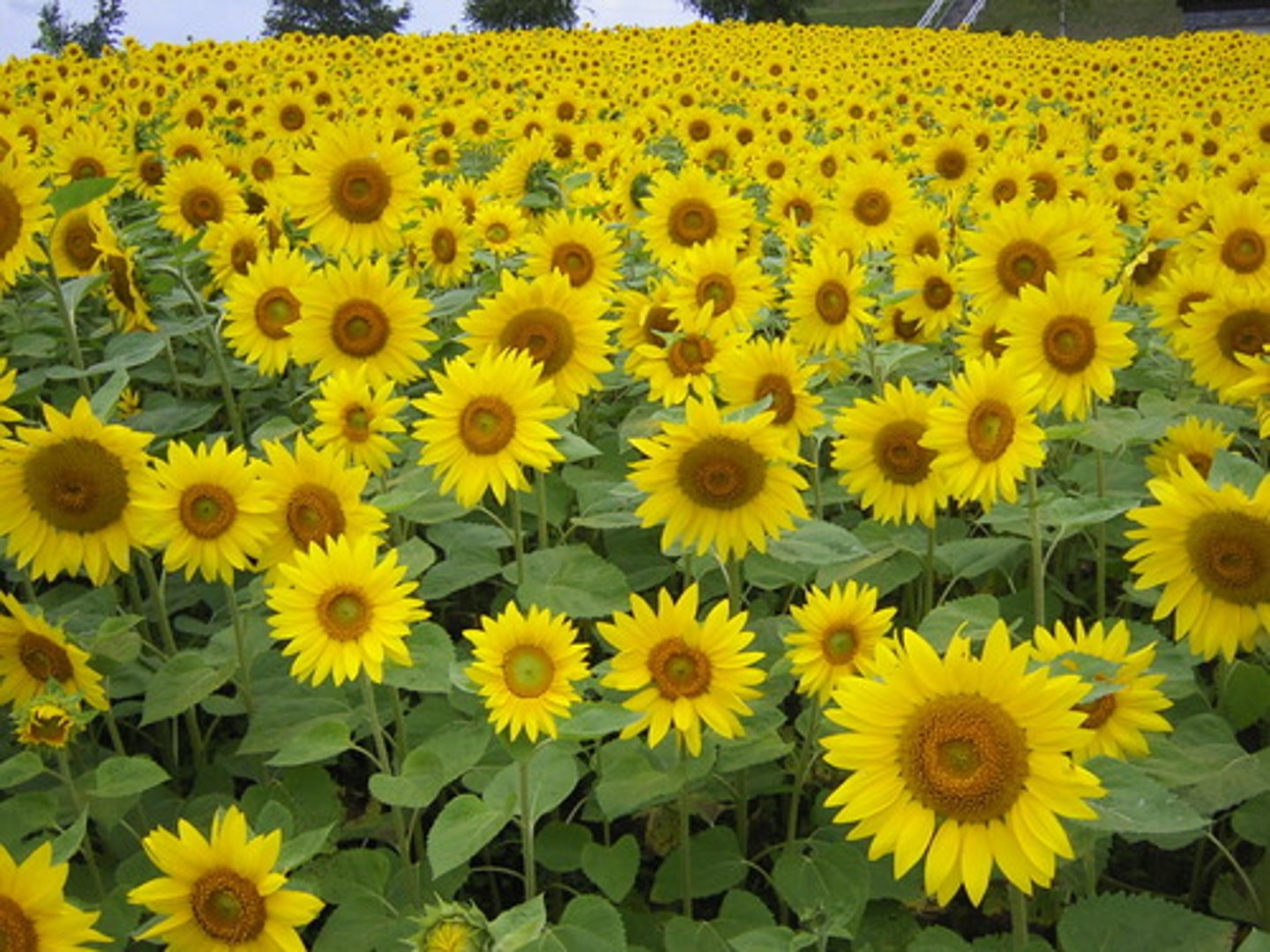<p>Yellow</p>
