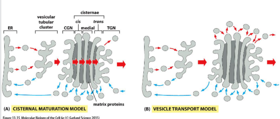 <p>Protein movement through the Golgi involves cisternal maturation, where compartments progress from cis to trans. Golgi-resident enzymes are recycled backward via vesicles to maintain compartment identity.</p>