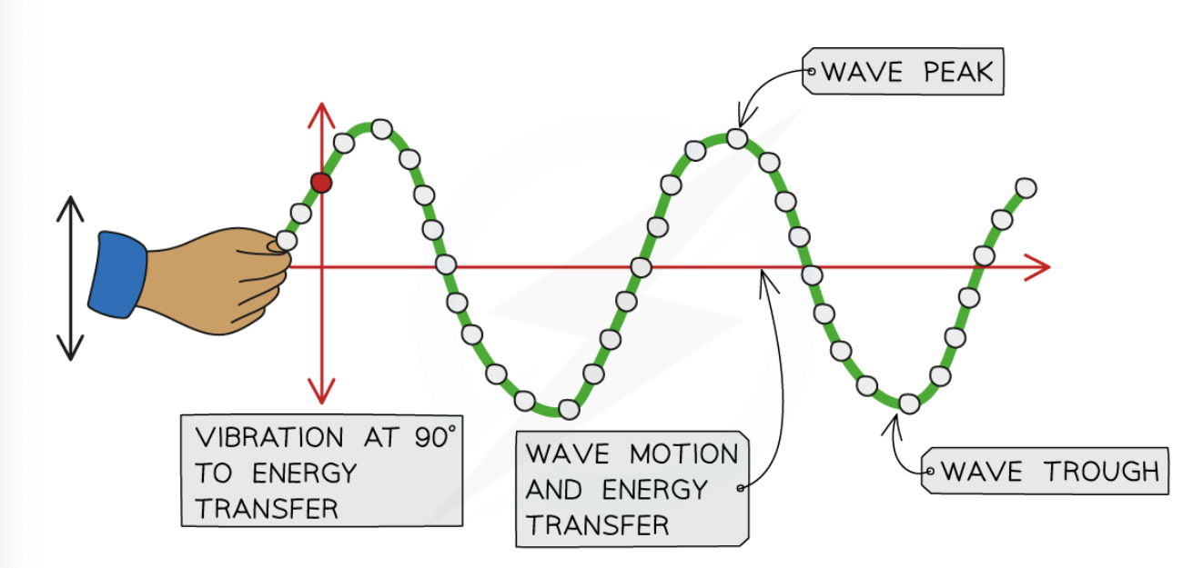 <ul><li><p><span>Ripples on the surface of water</span></p></li><li><p><span>Vibrations in a guitar string</span></p></li><li><p><span>S-waves (a type of seismic wave)</span></p></li><li><p><span>Electromagnetic waves (such as radio, light, X-rays etc)</span></p></li></ul><p></p>