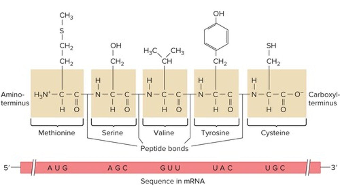 <p>AUG, which specifies methionine.</p>