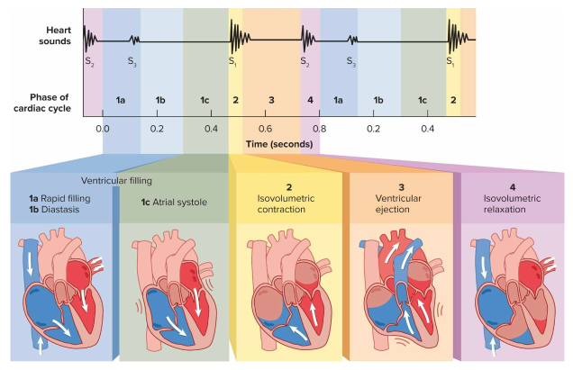 <p>Cardiac cycle phases</p>
