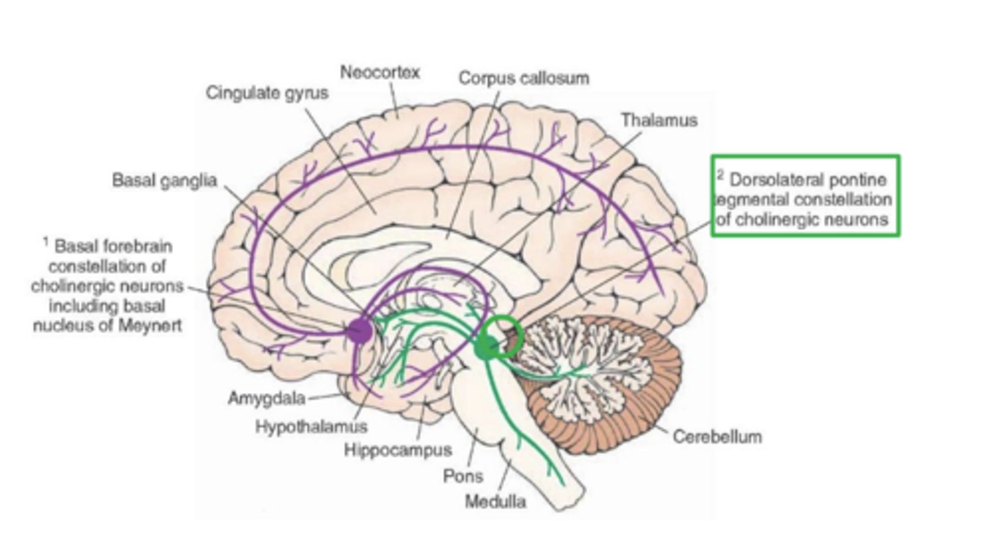 <p>Pontomesencephalotegmental complex:</p>