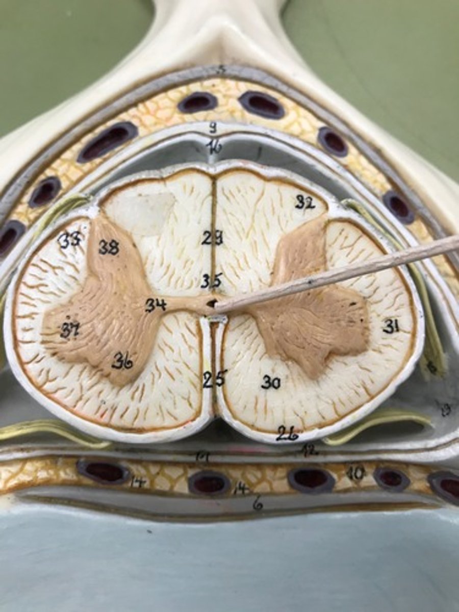 <p>Name this structure</p>