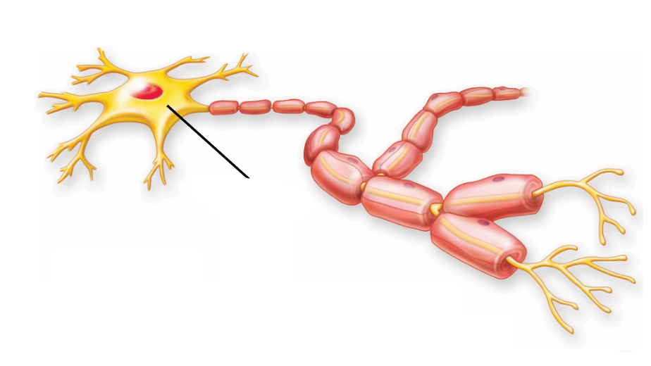 <p>contains nucleus of the neuron</p>