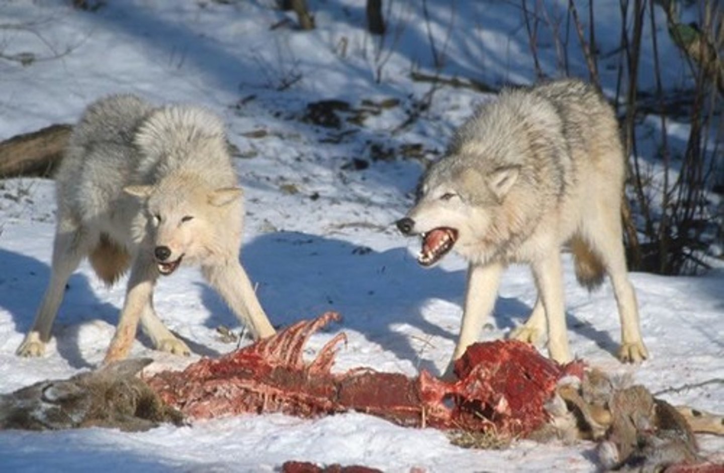 <p>An interaction where the action of the predator results in the death of its prey.</p>