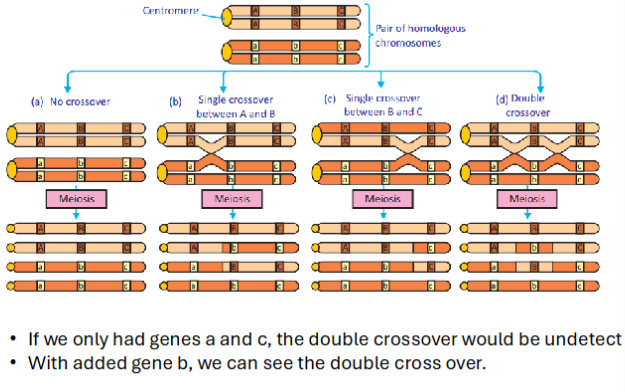 <p>Simultaneous analysis of three marker genes.<br>Faster, more accurate.<br>Allows correction for double crossovers.</p>
