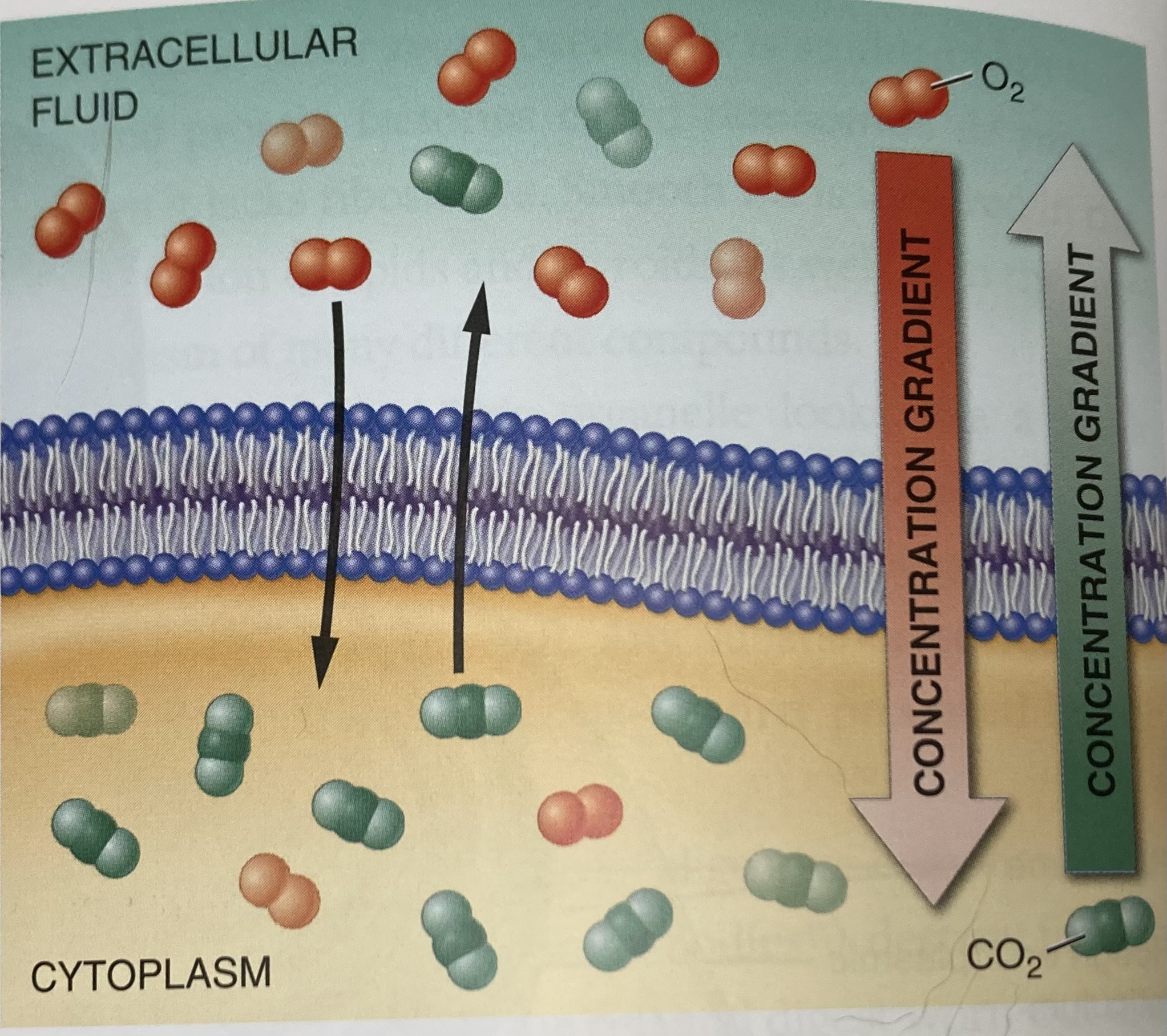 <p>Diffusion</p>