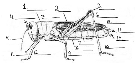 <p>Label the parts (<strong>External Anatomy</strong>) </p>