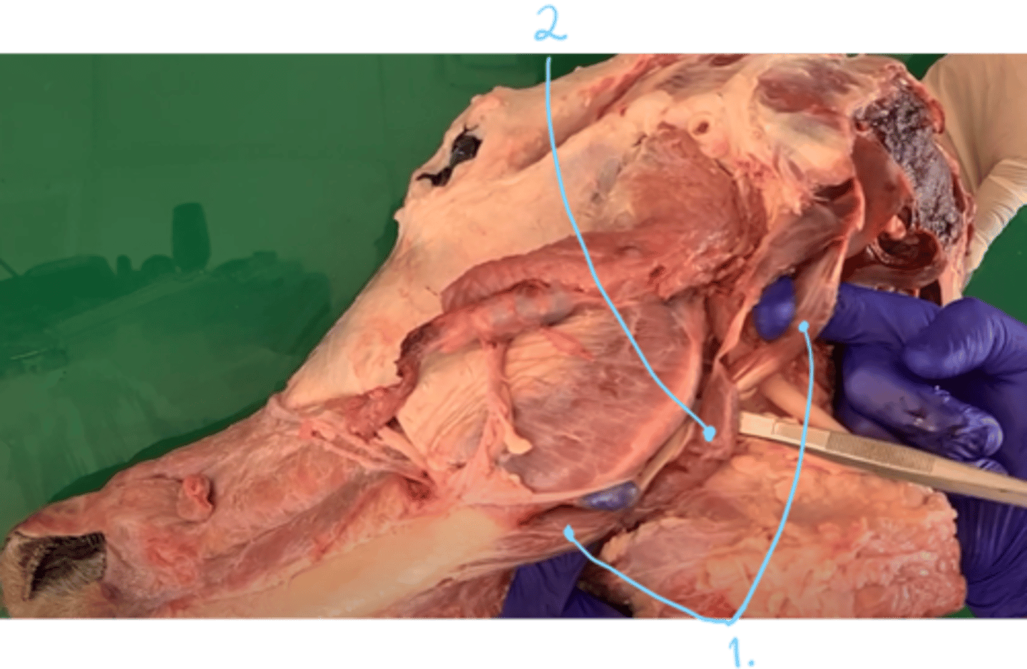 <p>which two muscles are seen here?</p><p><em>- first one start on the processus paracondylaris, inserting on the medial surface of mandible.</em> </p>