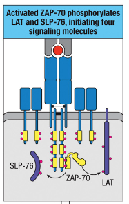 <p>What is the role of Akt activation in T cells?</p>
