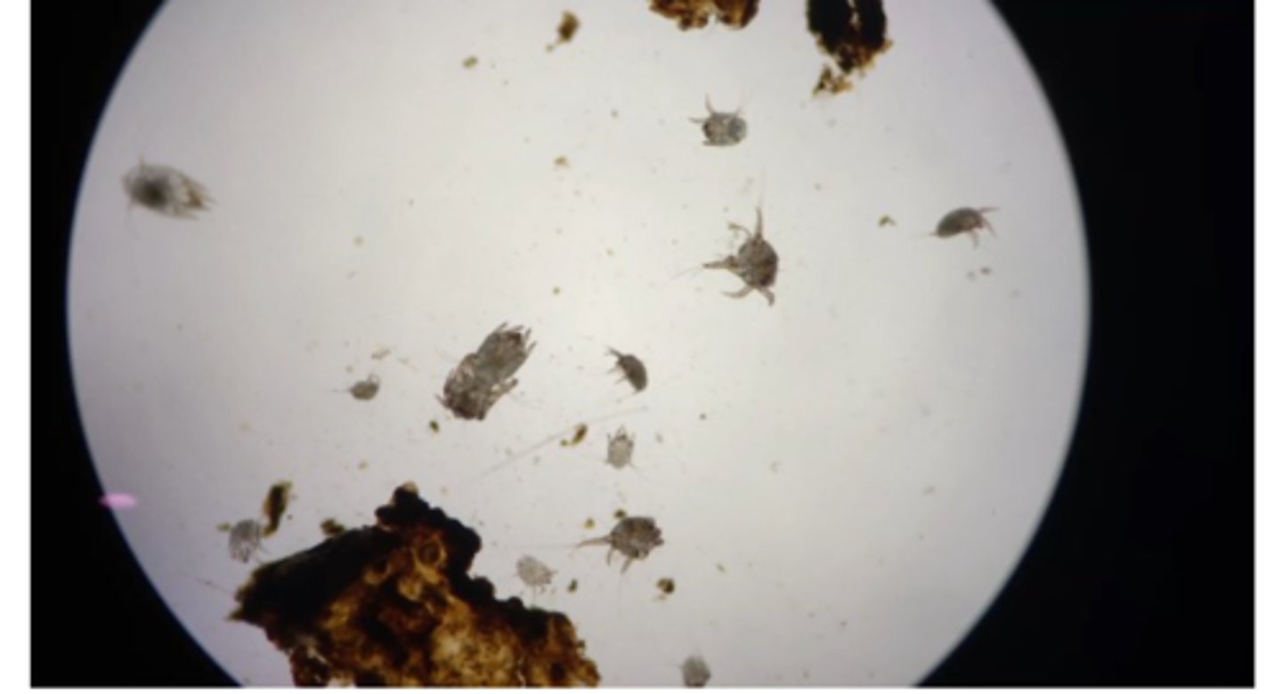 <p>• Worldwide distribution</p><p>Otodectes cynotis is responsible for 50–84% of all diagnosed cases of otitis externa of cat but less than 10% of otitis externa in dogs;</p><p>Young dogs and cats appear to be more commonly infested;</p><p>Asymptomatic carriers exist;</p><p>• Transmission is by direct contact, especially during nursing but also indirect</p>