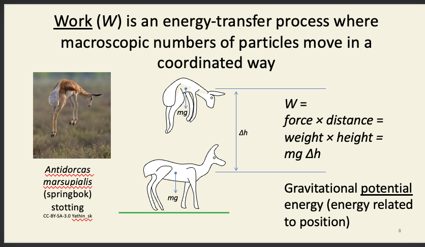<ul><li><p>all particles in the ‘system’ move upwards when the springbok jumps up </p></li><li><p>can be used to calculated how much energy is needed to do this work</p></li><li><p><span><span>Work is usually written as </span><em><span>W</span></em><span>.</span></span></p></li></ul><ul><li><p><span><em><span>g</span></em><span> here is the acceleration of gravity (9.81 m s</span><sup><span>−2</span></sup><span>), which is a measure of the strength of the Earth’s gravitational field at sea level. </span><em><span>g</span></em><span> itself varies with altitude and latitude, but not substantially enough to worry about here.</span></span></p></li></ul><p></p>