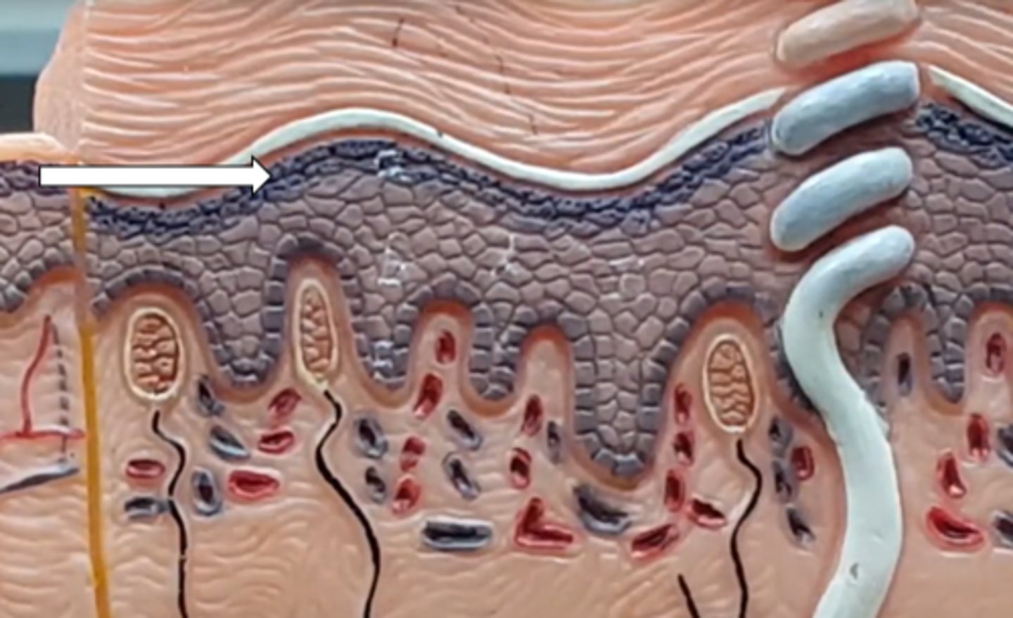 <p>name the structure/layer</p>