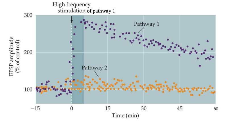 <p>lasting increase in the strength of synaptic transmission, often observed after high-frequency stimulation of a synapse. It's considered a fundamental mechanism for learning and memory.</p>
