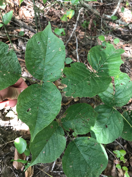 <p>What are the genus and specific epithet of this plant species?</p><p></p>
