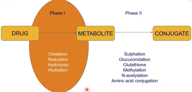<p>Modifications of drug structure to a metabolite:</p><ul><li><p class="ds-markdown-paragraph"><strong>Oxidation</strong> (e.g., cytochrome P450 enzymes like CYP3A4)</p></li><li><p class="ds-markdown-paragraph"><strong>Reduction</strong> (e.g., nitro groups → amines)</p></li><li><p class="ds-markdown-paragraph"><strong>Hydrolysis</strong> (e.g., ester/amide cleavage)</p></li><li><p class="ds-markdown-paragraph"><strong>Hydration</strong> (adding water to double bonds)</p></li></ul><p></p>
