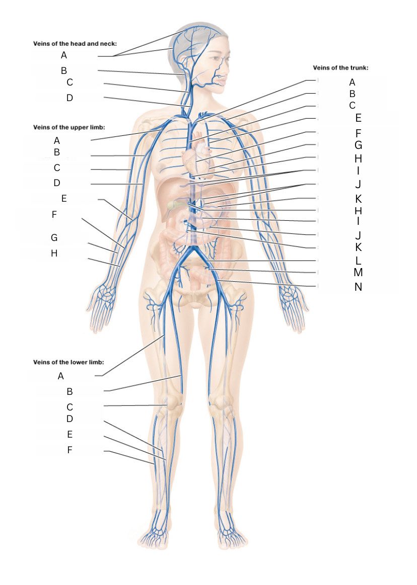 <p>azygos vein</p>