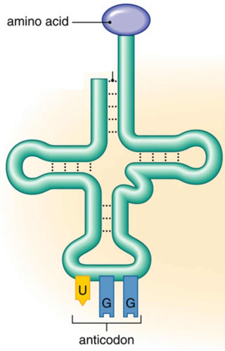 <p>transfer RNA (tRNA)</p>