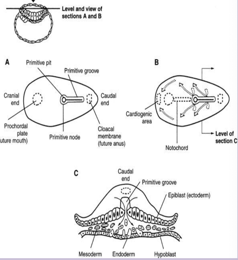 <p>New layer formed from epiblast cells migrating through the primitive streak between ectoderm and endoderm.</p><p>Separates ecto and endo everwhere BUT oropharyngeal membrane cranially, midline cranial to primitive node, cloacal membrane caudally</p>