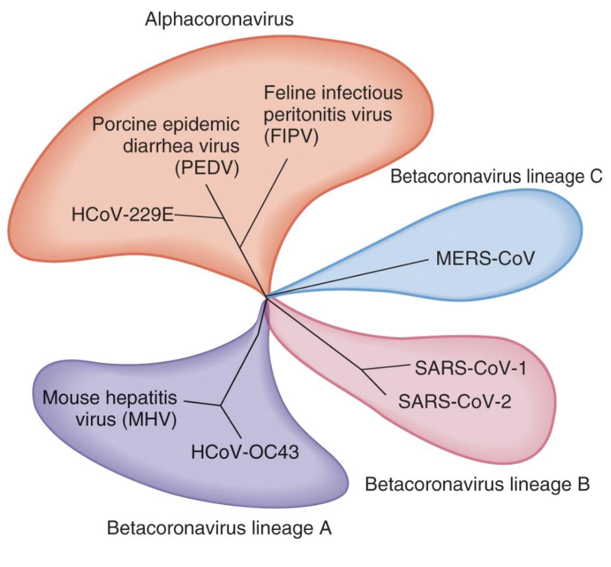 <ul><li><p><strong><em>Polymerase chain reaction (PCR)</em></strong> and <strong><em>reverse- transcriptase PCR</em></strong> (R T-PCR, see Toolbox 5.2)</p><ul><li><p>Can be used to identify viruses by <strong><em>genome sequence</em></strong></p></li><li><p>Can be used to study viral <strong><em>evolution patterns</em></strong></p></li></ul></li></ul><p></p>