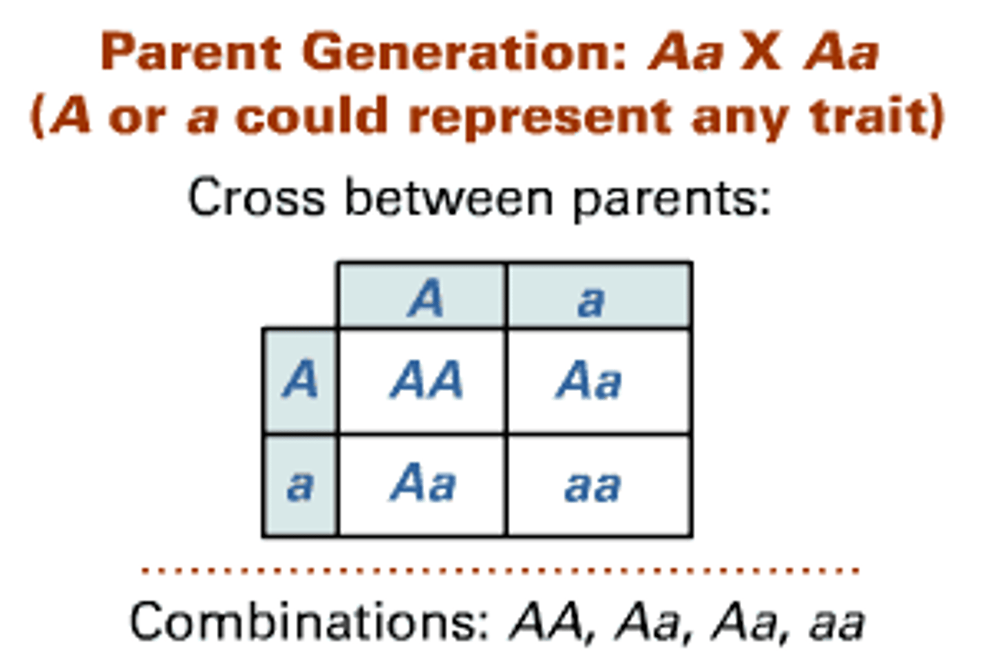 <p>Cross used to study only two variations of a single trait</p><ul><li><p>One dominant, the other recessive</p></li></ul><p></p>