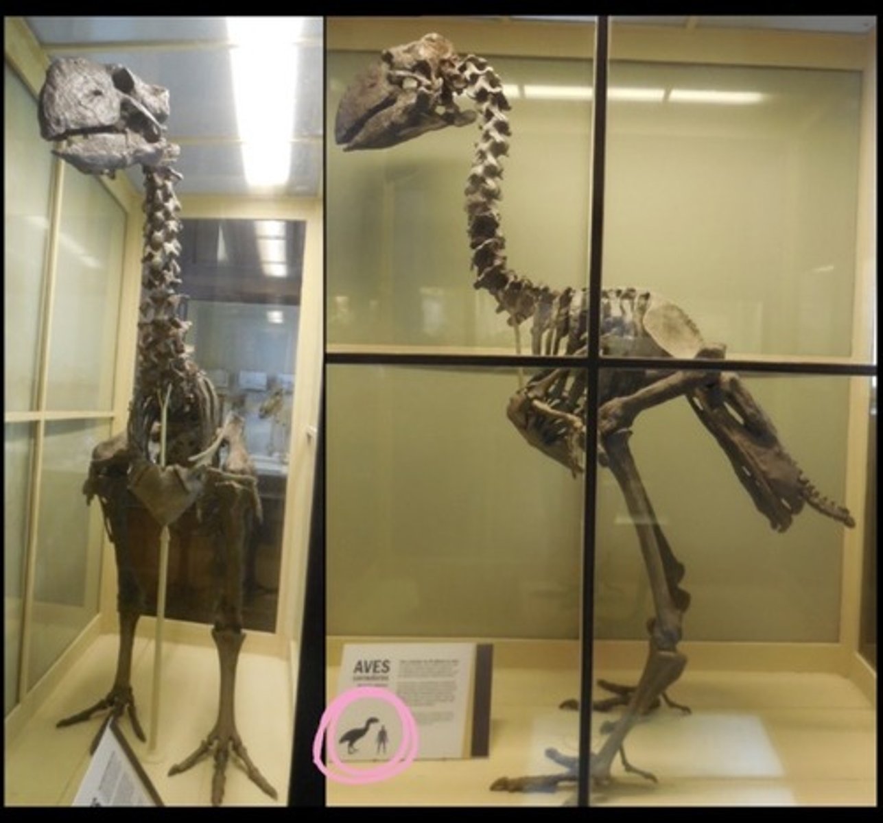 knowt flashcard image