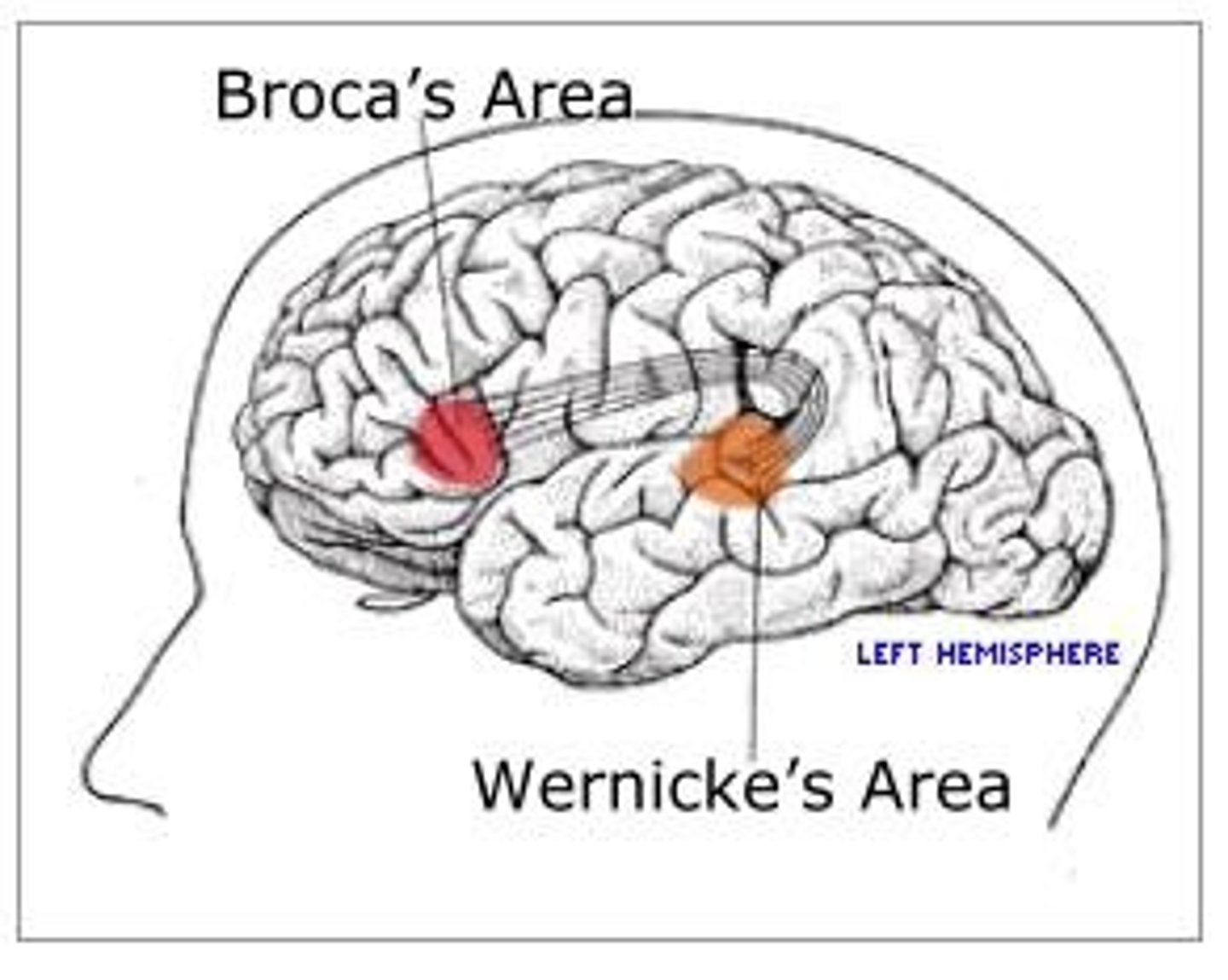 <p>Part of the left frontal lobe where the speech center is located.</p>