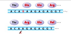 <p>The addition or removal of a single base pair in a coding sequence which alters the codon “reading frame” — causes <strong>indel</strong> mutations. </p><p></p>