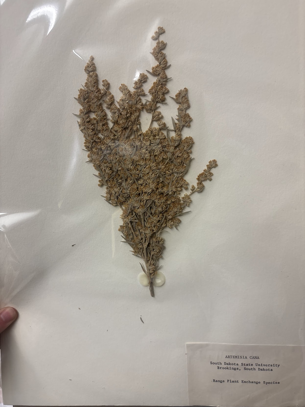 <p>characterized by its silver-gray leaves and aromatic foliage. Linear leaves with linear vein going up and down. </p>