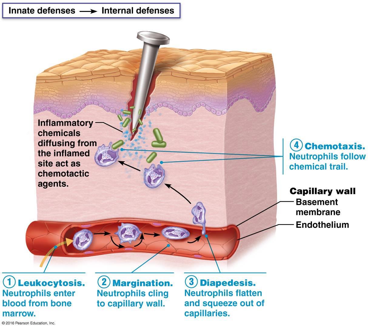 <p>Chemical signals released:</p><ul><li><p>Attract neutrophils and then monocytes to the site</p></li><li><p>Activate bone marrow to produce the appropriate innate immune cells: neutro, mono, baso, eosino</p></li></ul><p></p><p>Mobilization of phagocytes occurs in 4 steps:</p><ol><li><p><strong>Leukocytosis</strong> – more leukocytes enter blood from bone marrow</p></li><li><p><strong>Margination</strong> - <strong>accumulation and adhesion of leukocytes to capillary walls</strong></p></li><li><p><strong>Diapedesis – the migration of leukocytes through vessel walls</strong></p></li><li><p><strong>Chemotaxis</strong> – leukocytes follow chemical trail to site of injury/infection</p></li></ol><p></p>