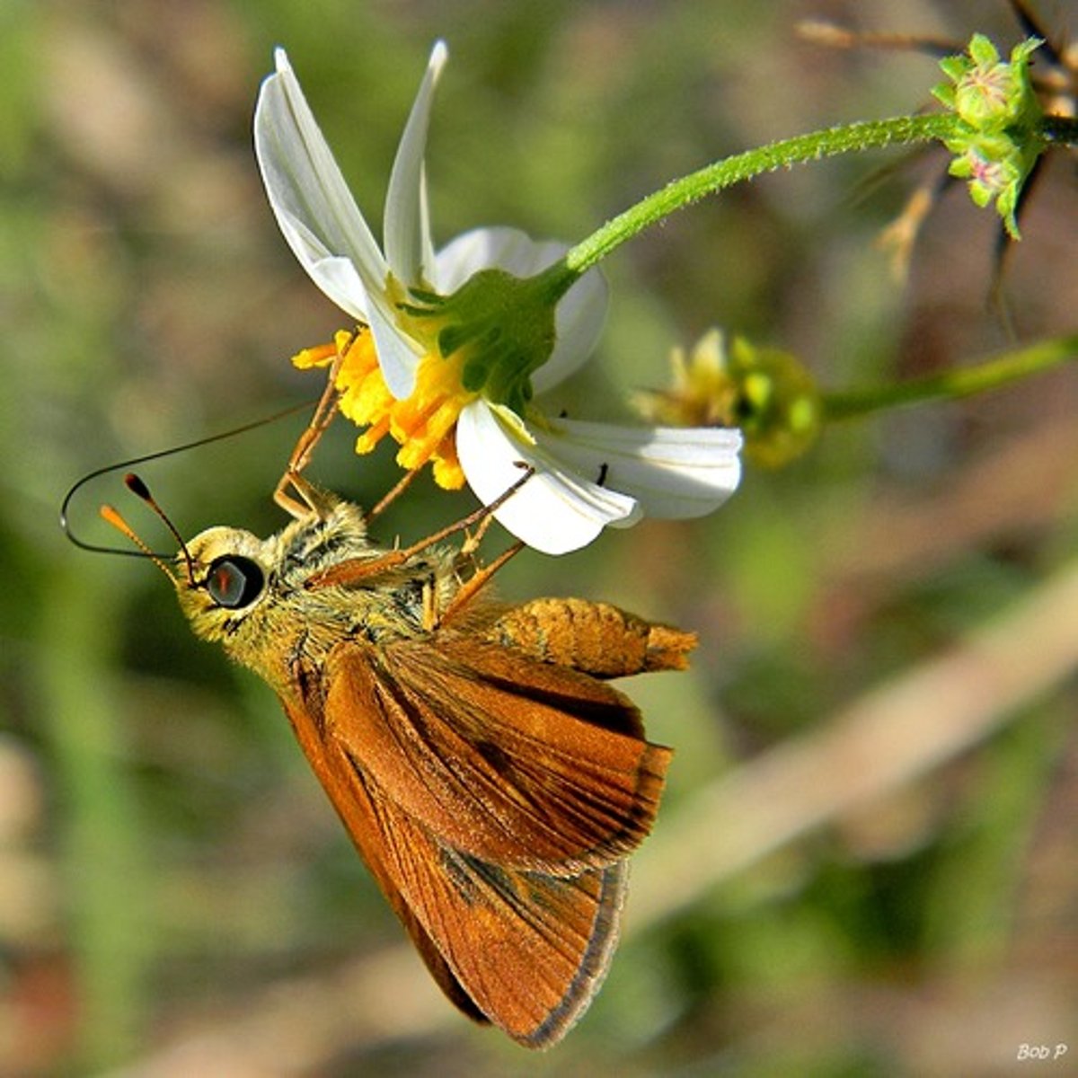 <p>clavate antennae (clavate), large head, short wings, at rest FW 45 degrees HW horizontal, bouncing flight pattern, plump thorax</p>