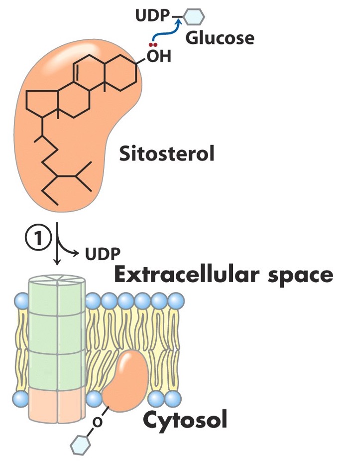 <ul><li><p>glucose from UDP-glucose associates with lipid primer </p><ul><li><p>i.e., sitosterol </p></li><li><p>inner face of plasma membrane </p></li></ul></li><li><p>displacement of UDP </p></li></ul><p></p>