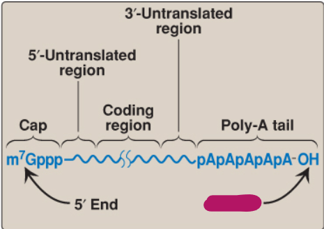 <p>Label this part of mRNA.</p>