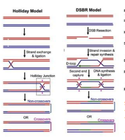 <p>A Holliday junction is a cross-shaped structure that forms during homologous recombination between two molecules. It is named after Robin Holliday, who proposed it.</p>
