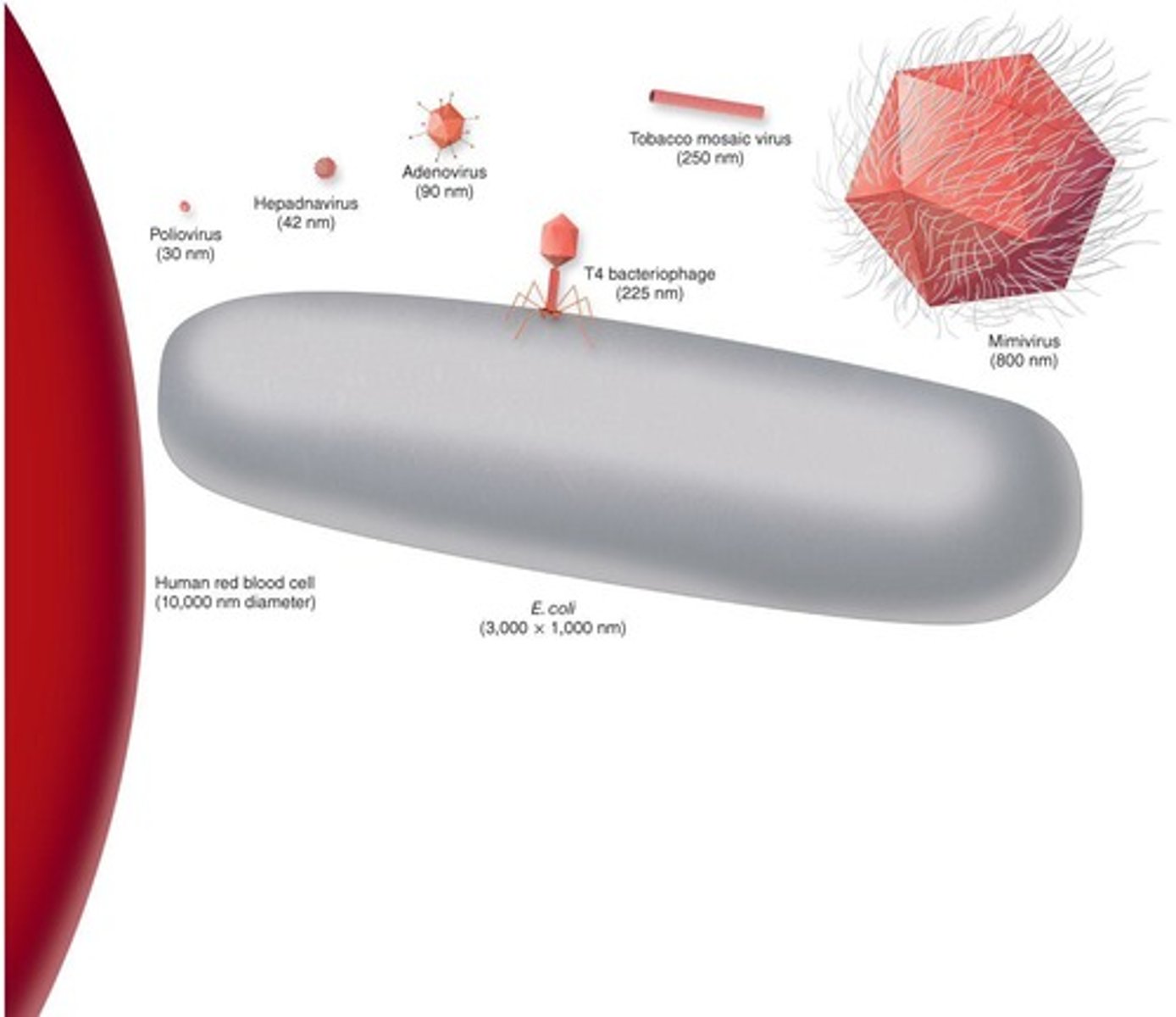 <p>Most viruses are about 100-1000-fold smaller than the cells they infect, with the smallest being about 10nm in diameter.</p>