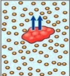 <p>higher free water concentration on the inside = water leaves cell = shrivel</p>
