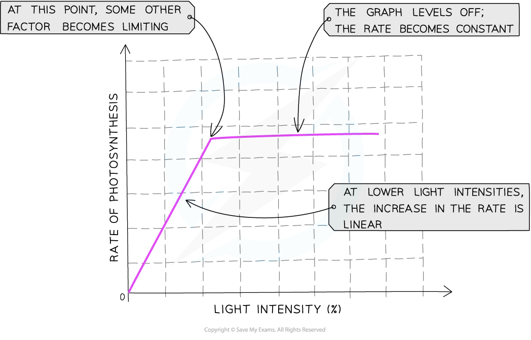 <ul><li><p>relationship above will no longer apply and rop will reach plateau</p></li><li><p>li no longer limiting factor of photosyn so another factor will become the limitiing</p></li><li><p>factosr which could be limitng rate when line on graph is horizontal include temp being too low or too high or not enough co2</p></li></ul><p></p>