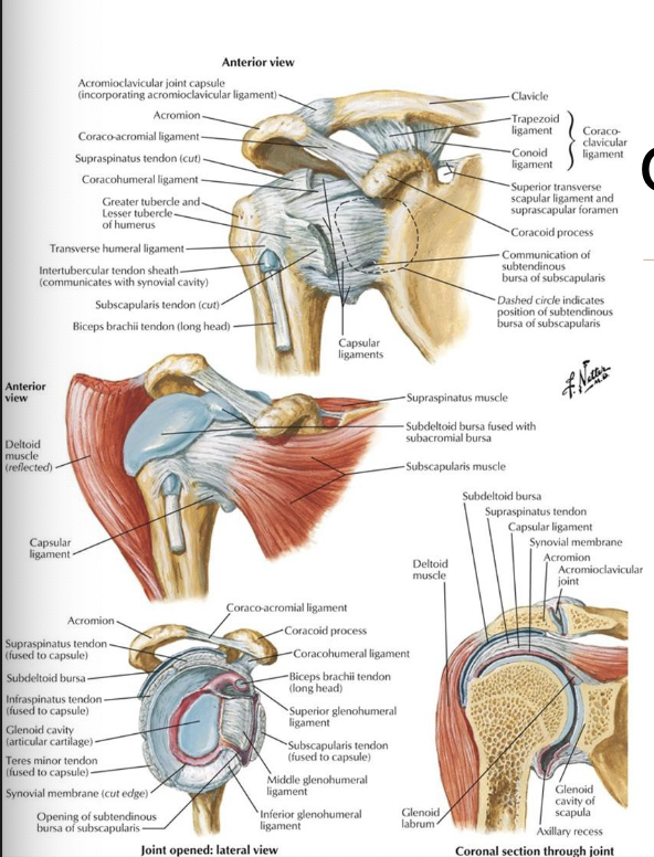<p>Coracoacromial arch: formed by coracoacromial ligament (attaching between coracoid process and acromion process)</p>