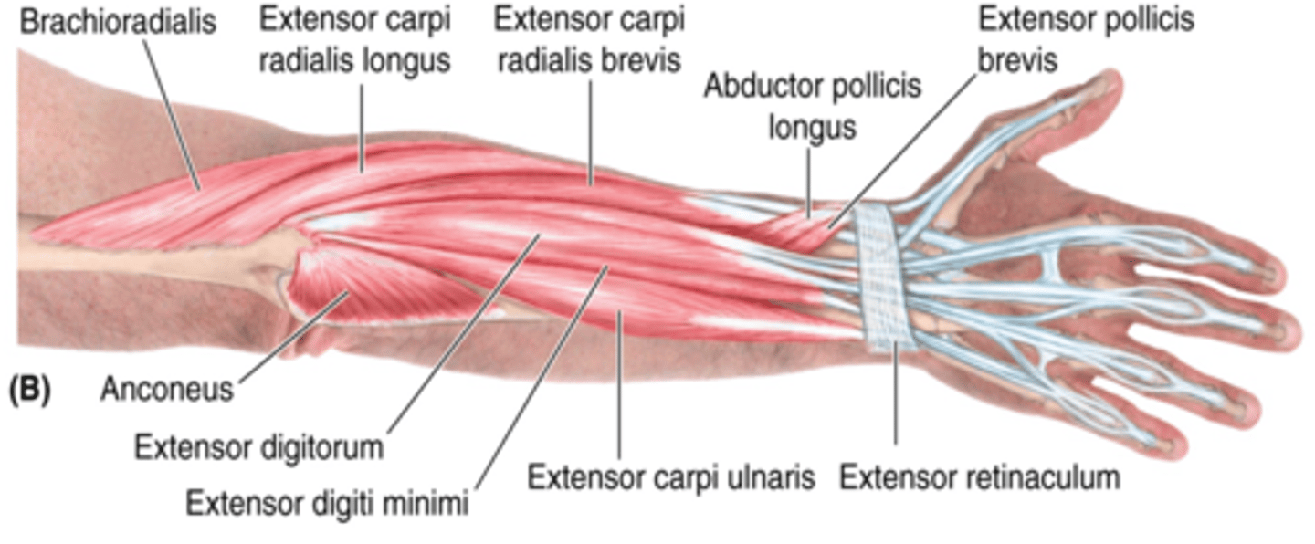 <p>-Extends 5ht digit</p><p>-Radial n. (C5 - T1)</p><p>-Medial to extensor digitorum m.</p>