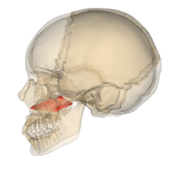 <p>Which facial bone is this? (1)</p>