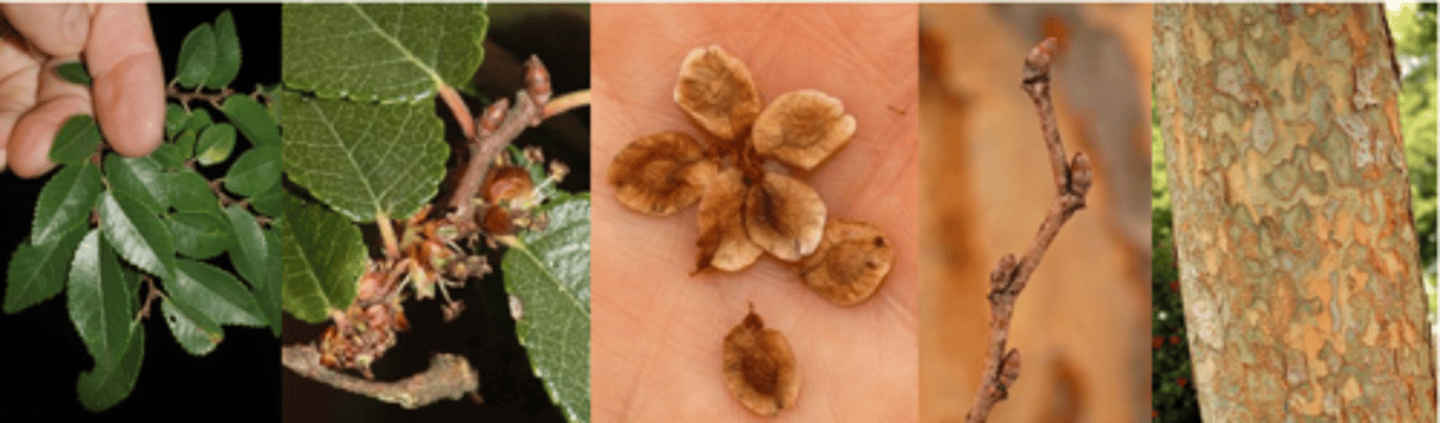 <p>Leaves: Alternate, simple, elliptical to broadly lanceolate, up to 2½” long, tiny leaves, pinnately veined, serrate margin; base of leaf is conspicuously inequilateral, shiny dark green above and nearly glabrous, paler below.</p><p>Flower: Species is monoecious; inconspicuous, light green in small tight clusters, appearing in late summer and early fall. </p><p>Fruit: A flattened, winged samara, nearly round but notched at the top, ½” long, light reddish brown, occur in tight clusters in the fall. </p><p>Twig: Slender, zigzag, brown, with obvious orange lenticels, maybe slightly pubescent; false terminal bud pushed over slightly to one side, quite small, ovate, reddish brown. </p><p>Bark: Very distinctive, even when young. Mottled green, gray and orange, jigsaw-like puzzle pieces separated by red-orange (inner bark). Trunk may become fluted. </p><p>Form/Silvics: A small tree reaching up to 70’ tall with a graceful spreading wide crown made up of fine branches. Looks like: Siberian elm, Japanese zelkova</p>