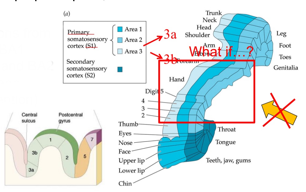 <ul><li><p>Nowadays Brodmann Area (BA) 3 considered to be S1.</p></li><li><p>BA3a: proprioception, BA3b: touch</p></li><li><p>Dense connections from BA3b to BA1 (texture) and BA2 (size, shape, proprioception)</p></li></ul><p></p>