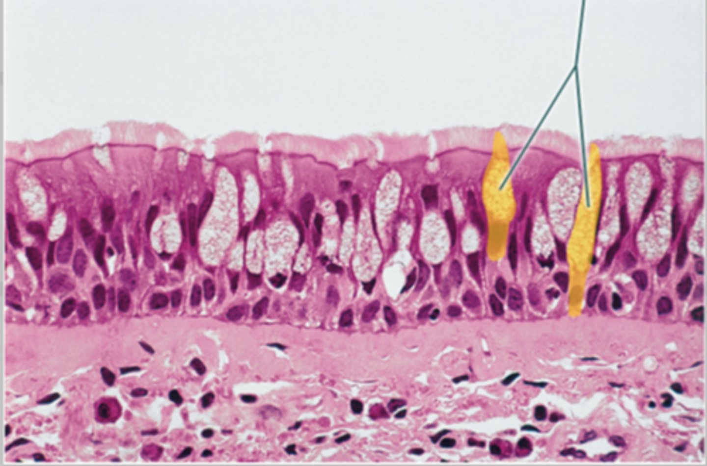 <p>what produces mucus (intestinal track)?</p>
